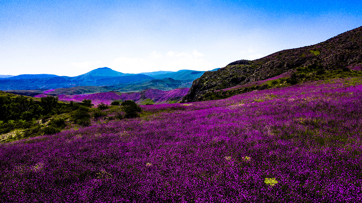 purple valley 1