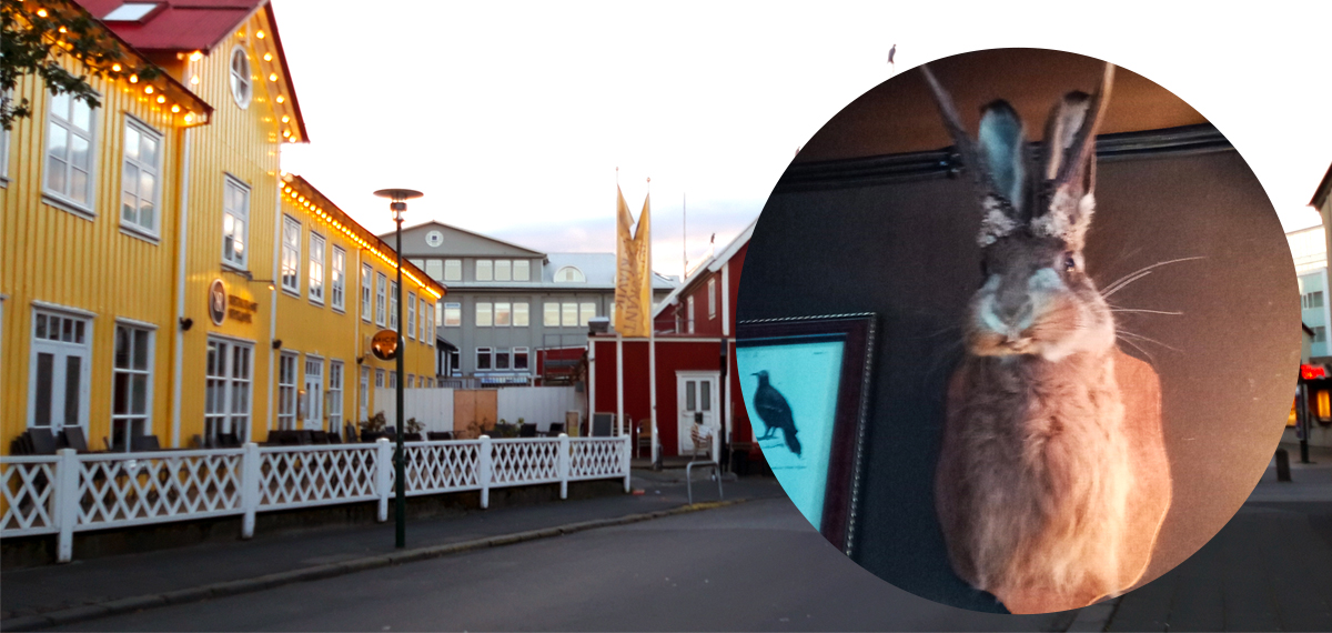 reve d islande pubs et animal etrange