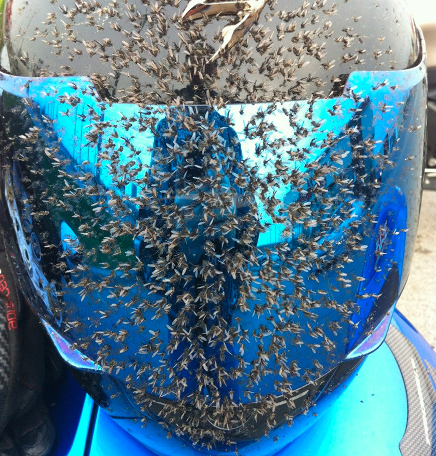 moustique sur un casque moto