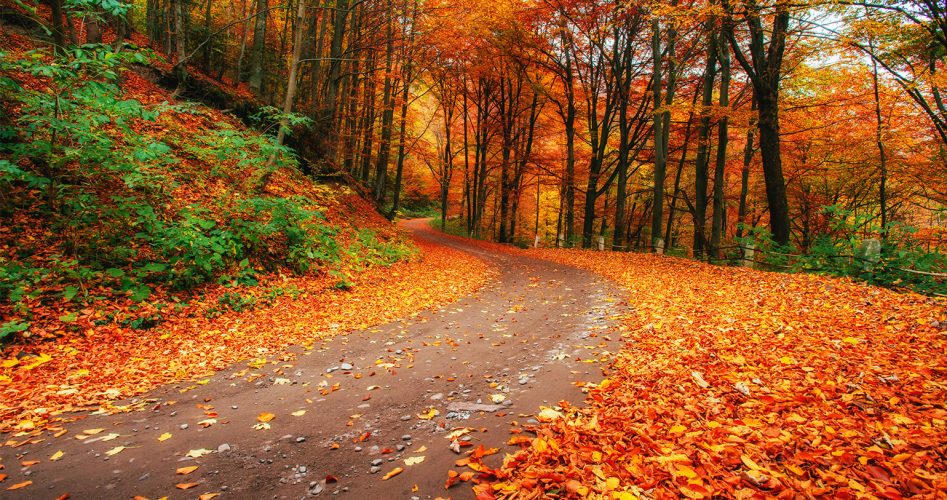 Les-4-pièges-de-l'automne-à-éviter-sur-la-route